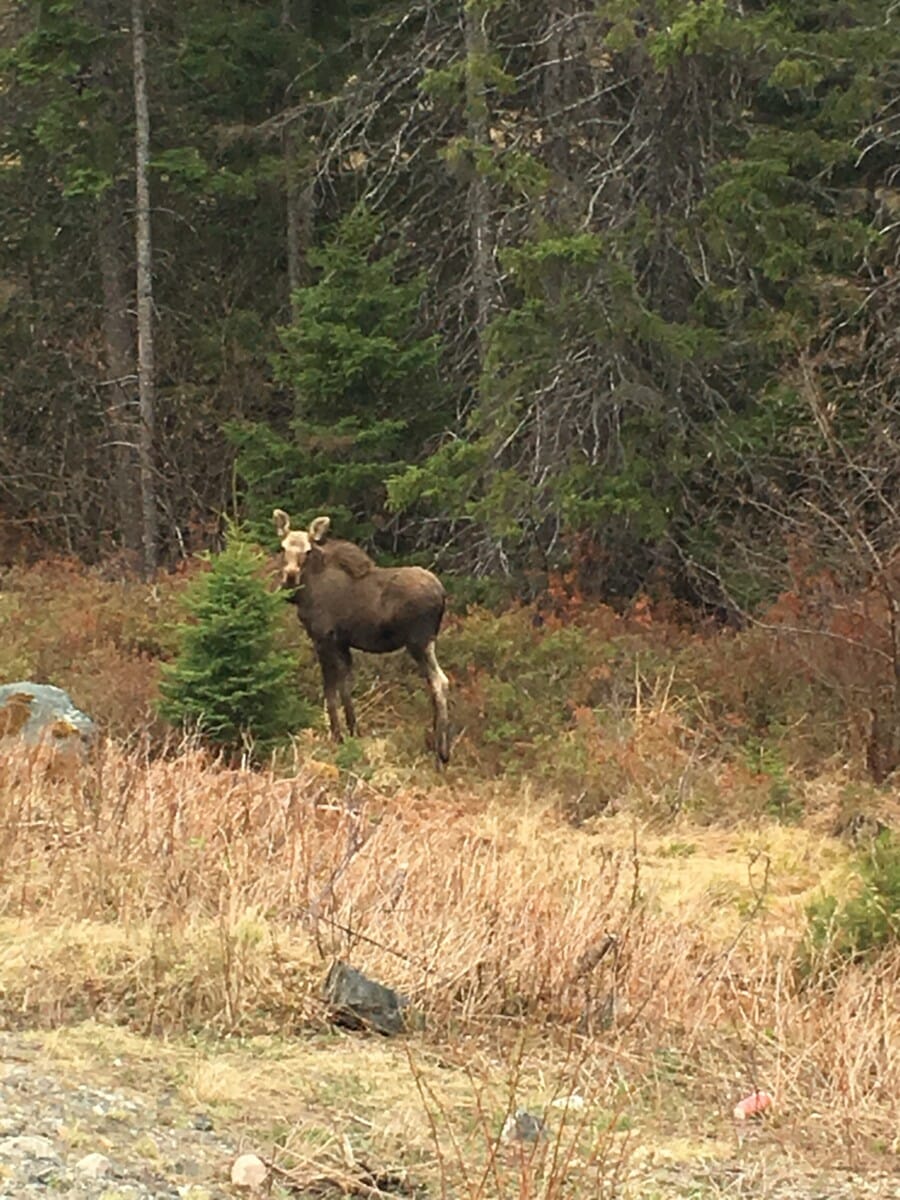 Marty the Moose